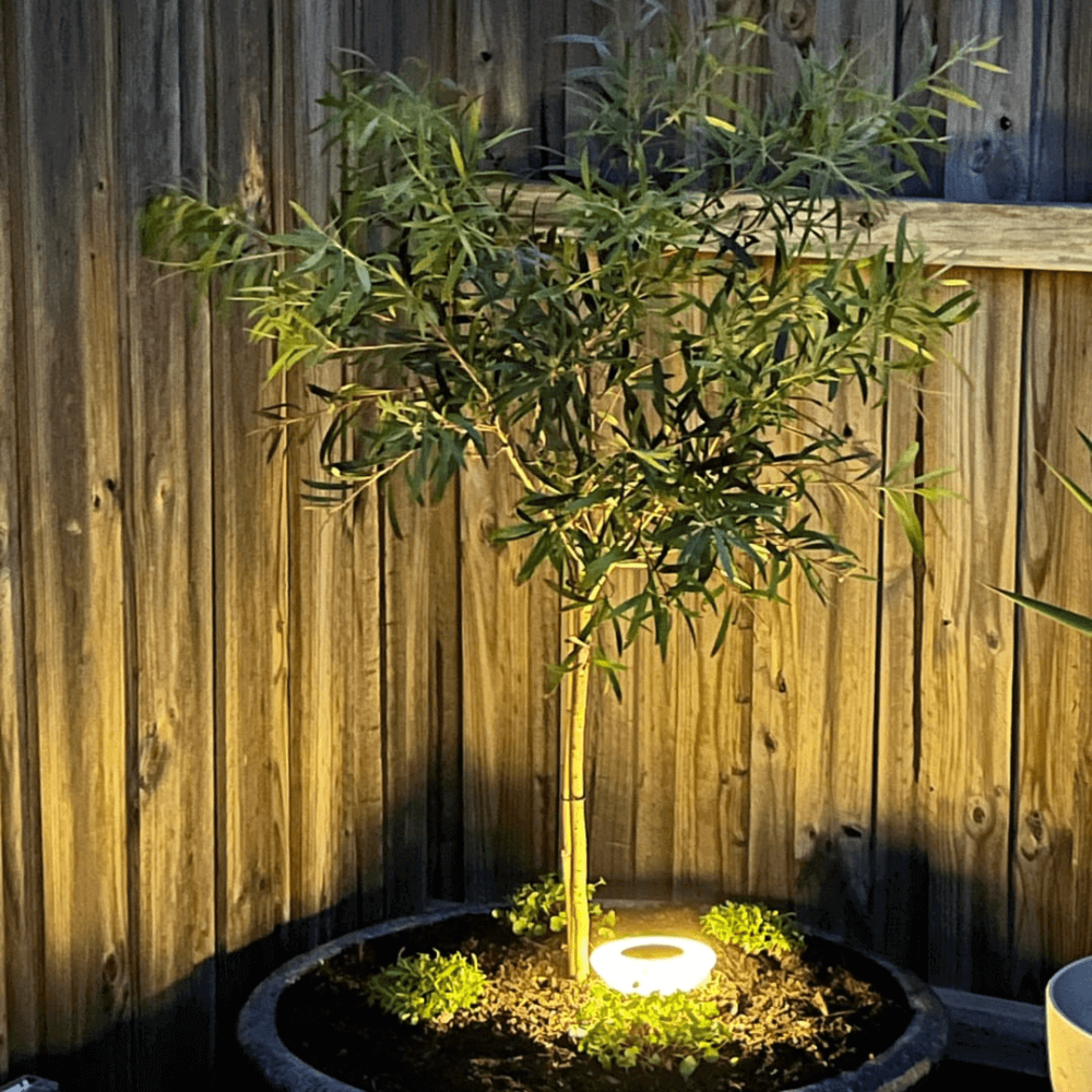 Solar Pathway Lights | Set of 2, IP65 Weatherproof